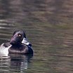 Ring-necked Duck